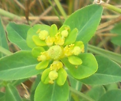 Euphorbia hyberna
