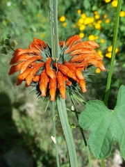 Leonotis nepetifolia