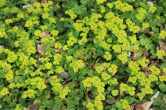 Chrysosplenium alternifolium