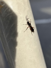 Pimpla pedalis