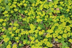 Chrysosplenium alternifolium