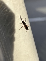 Pimpla pedalis
