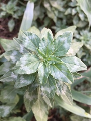 Amaranthus polygonoides