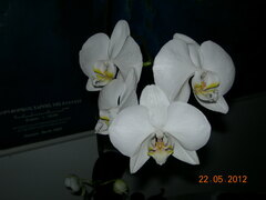 Phalaenopsis amabilis