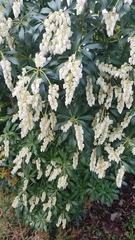 Pieris japonica