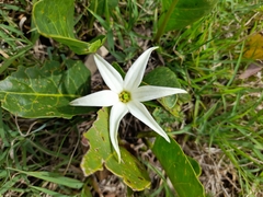 Jaborosa integrifolia