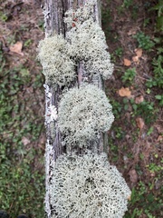 Cladonia subtenuis