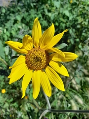 Tithonia