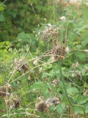 Allium