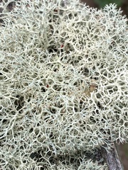 Cladonia subtenuis