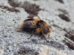 Cephenemyia