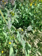 Tithonia