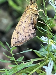 Eulithis diversilineata