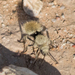 Eminent Velvet Ant - Photo (c) BJ Stacey, some rights reserved (CC BY-NC), uploaded by BJ Stacey