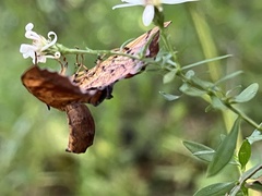 Eulithis diversilineata