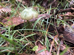 Entoloma rodwayi