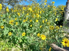 Tithonia
