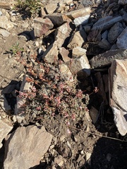 Eriogonum wrightii