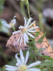 Eulithis diversilineata