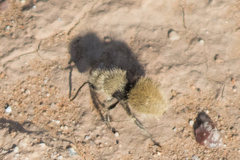 Dasymutilla eminentia