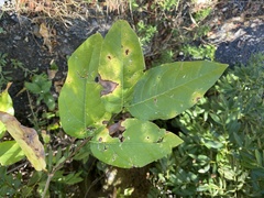 Calycanthus occidentalis