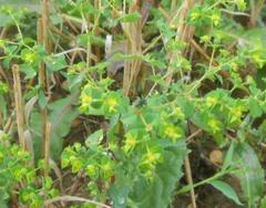 Euphorbia hyberna