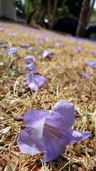 Jacaranda mimosifolia