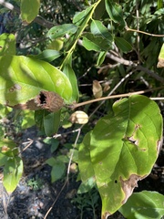 Calycanthus occidentalis