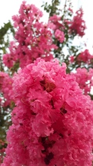 Lagerstroemia