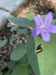 Ruellia occidentalis