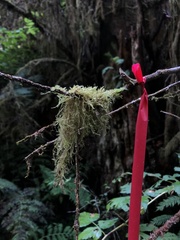 Pseudisothecium stoloniferum