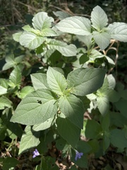 Ruellia occidentalis