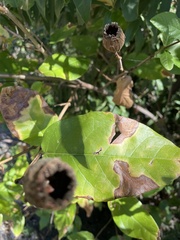 Calycanthus occidentalis