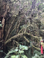 Pseudisothecium stoloniferum