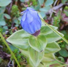 Gentiana platypetala