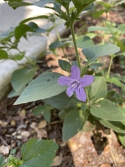 Ruellia occidentalis