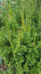 Taxus baccata