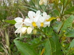 Solanum bonariense