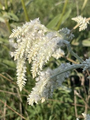 Froelichia floridana