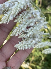 Froelichia floridana