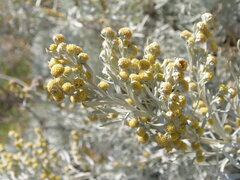 Artemisia arborescens