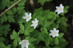 Anemonoides nemorosa