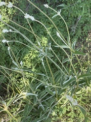 Froelichia floridana