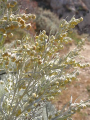 Artemisia arborescens