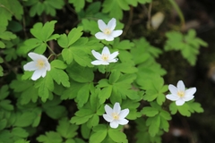 Anemonoides nemorosa