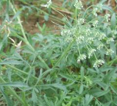 Pimpinella major