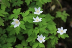 Anemonoides nemorosa