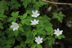 Anemonoides nemorosa