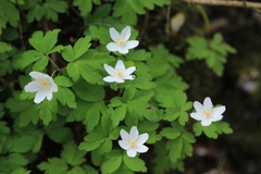 Anemonoides nemorosa