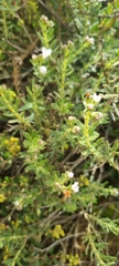 Lobostemon glaucophyllus